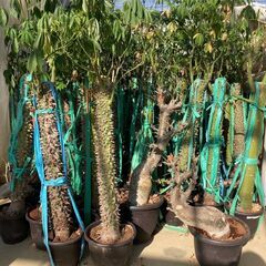 酔っ払いの木　トックリキワタ　パラボラッチョ　トゲトゲ　鑑賞樹木　塊根植物　の画像