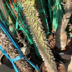 酔っ払いの木　トックリキワタ　パラボラッチョ　トゲトゲ　鑑賞樹木　塊根植物　の画像