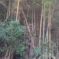 竹 青竹 無料で差し上げます (品種不明)の画像