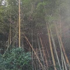 竹 青竹 無料で差し上げます (品種不明)の画像