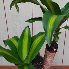 観葉植物　ドラセナ（幸福の木）