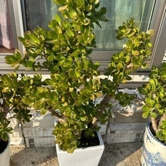 特特大　30年ぐらい金のなる木　観葉植物