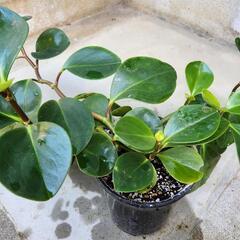 ペペロミア　観葉植物　陶器鉢