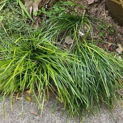 玉すだれ　タマスダレ　球根　植物の画像