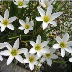 玉すだれ　タマスダレ　球根　植物の画像
