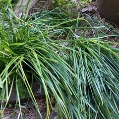 玉すだれ　タマスダレ　球根　植物の画像
