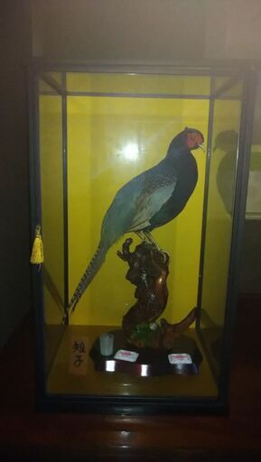 キジの剥製0円 (まぐろ) 氏家のインテリア雑貨/小物《置物、オブジェ