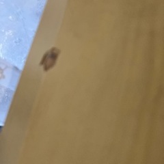パソコンデスク【お話し中】の画像
