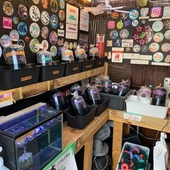 【五桜メダカ】 3月17日　横須賀めだか無人販売