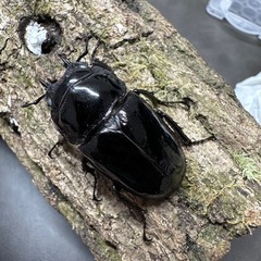 【成虫】 タランドゥスオオツヤクワガタ ホワイトアイ メス単品 40mmの画像