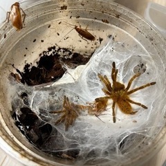ウサンバラオレンジバブーン