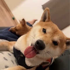 柴犬5歳　ルゥ君 - 犬