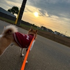 柴犬5歳　ルゥ君 - 船橋市