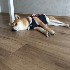 柴犬5歳　ルゥ君 − 千葉県