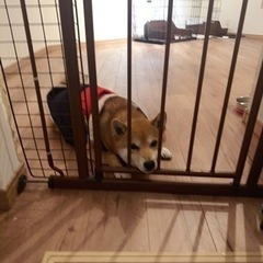 柴犬5歳　ルゥ君 - 里親募集