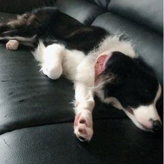メス7歳ボーダーコリー里親さん探してます。 - 犬