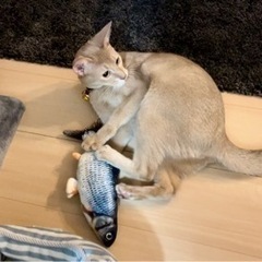 アビシニアン 3歳 男の子 - 三木市
