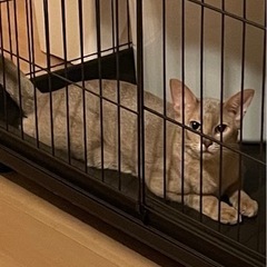 アビシニアン 3歳 男の子 - 猫