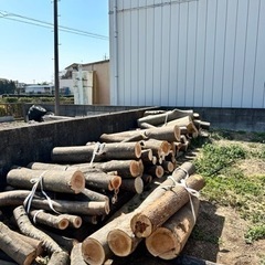 欅の原木でました。