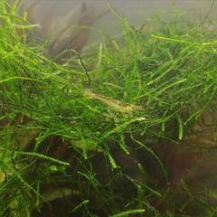 ミナミヌマエビ　かんたん飼育セット⑧の画像