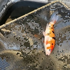 三色錦鯉
