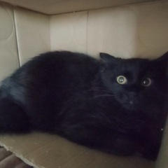 3月17日(日)すみれペットクリニック様にて主催『立川地域猫の会...