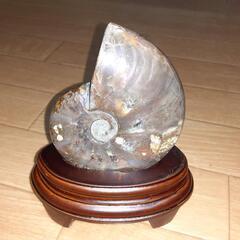 オパール化したアンモナイトの化石