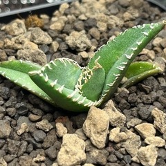 アガベ　南アフリカダイヤモンド