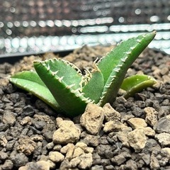 アガベ　南アフリカダイヤモンドの画像