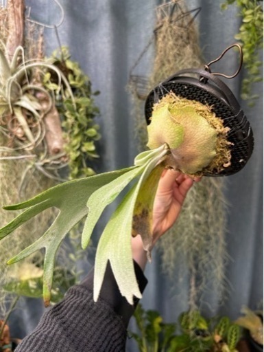 ビカクシダ　セルソタツタoc