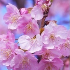 3月24日　お花見に行く友達を見つける会