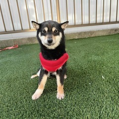 柴犬　活発でやさしい子犬　