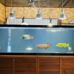 水槽　1800  900  600  
発送は不可です