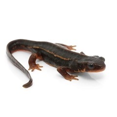 アマミシリケンイモリの画像