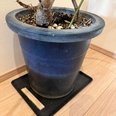 植木鉢