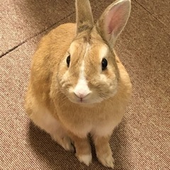 ミニウサギさんです。