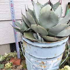 アガベ フレキスピナ