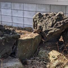 [差し上げます]庭石　景石　池石　飾り石　自然石　溶岩石　[無料]の画像