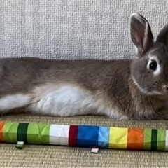 「お迎え先決まりました」ミニウサギ ♂ 0歳10ヶ月