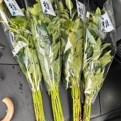 シキミ　雅　DCM 