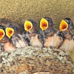 🪶日本鳥類保護連盟かながわ🪶 - 秦野市