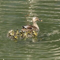 🪶日本鳥類保護連盟かながわ🪶 - メンバー募集