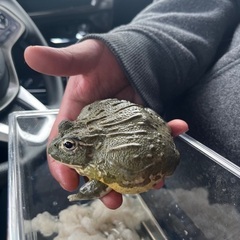 アフリカウシガエル