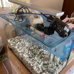 熱帯魚　水槽セット
