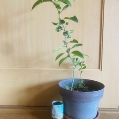 シークワーサー の苗