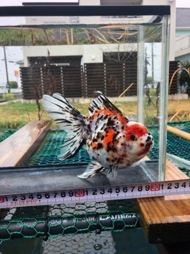 東錦（親物4才雌）