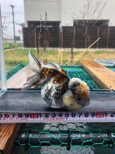 東錦ST（2才雌）