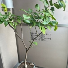 リスボン★トゲなしレモンの木