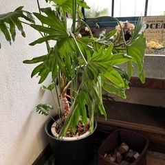 観葉植物