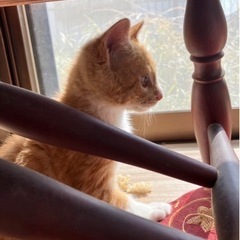ワクチン2回済みでの引き渡し♡茶白3ヶ月ちょい茶白の子猫✨